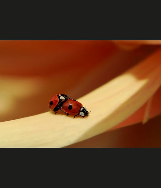 Rouge &agrave; petits pois
