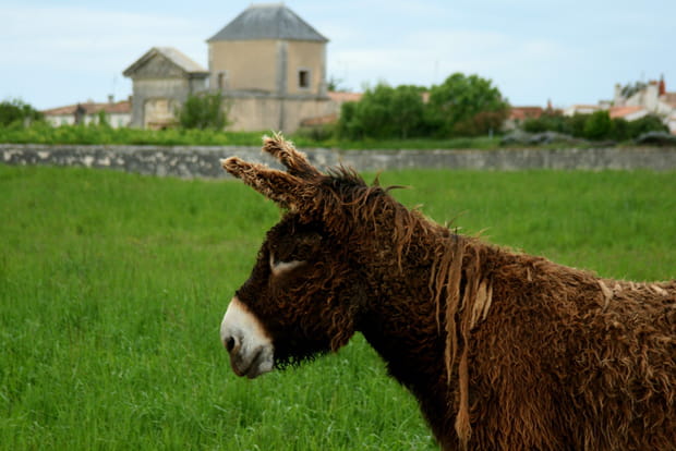 L'emblématique âne du Poitou
