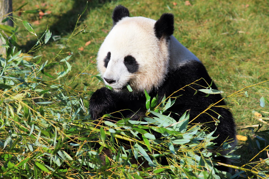 Huan Huan et le bambou