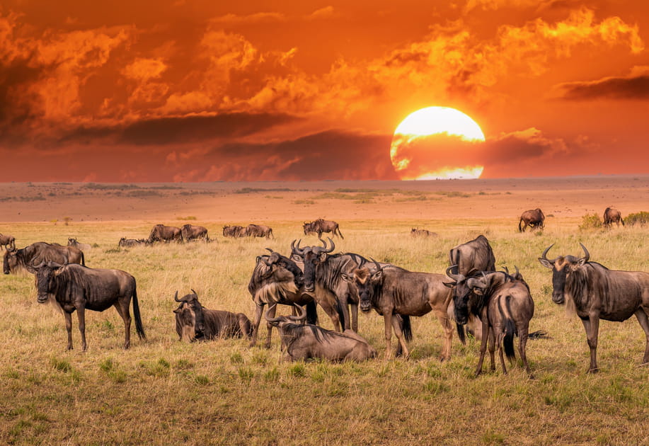 A la d&eacute;couverte du Parc national du Serengeti, un air de Roi Lion