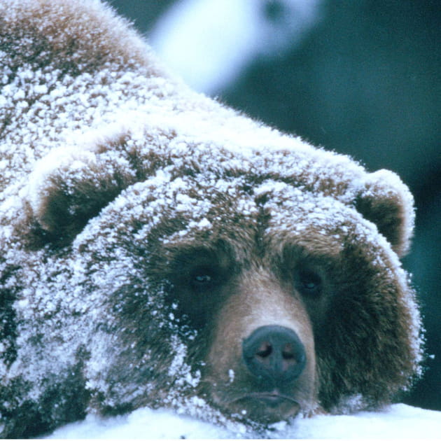 &quot;Les ours peuvent pr&eacute;voir la rigueur de l'hiver&quot;