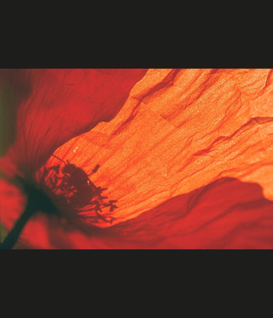 L'abeille butine