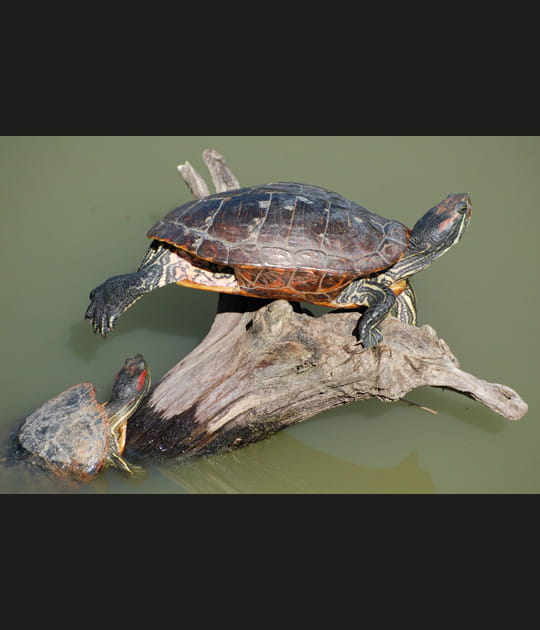 Tortues...