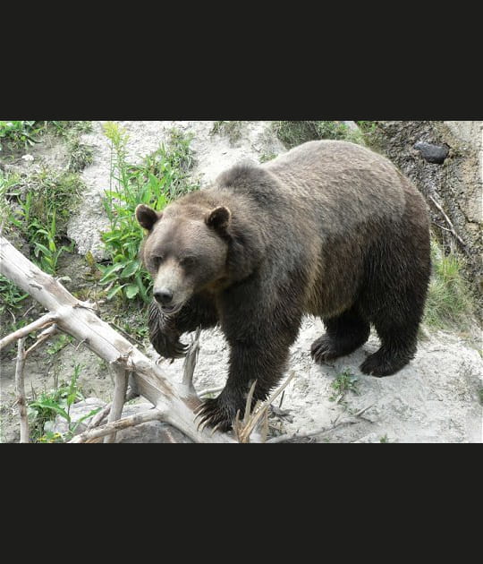L'ours, toujours l&agrave; !
