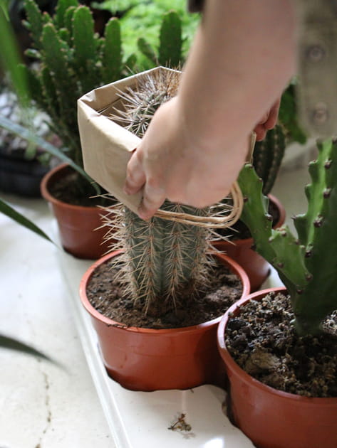 Rempoter les cactus