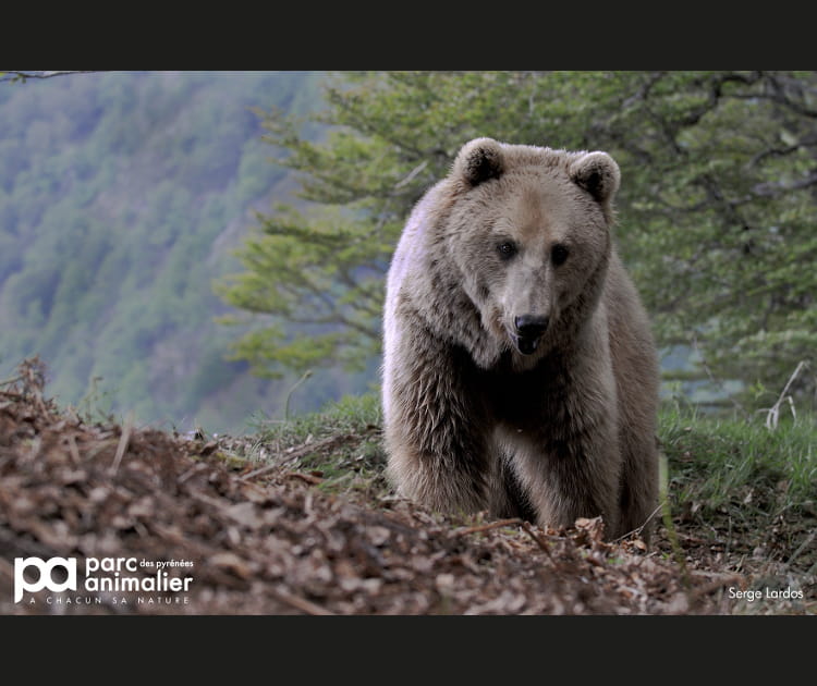 Le Parc animalier des Pyr&eacute;n&eacute;es