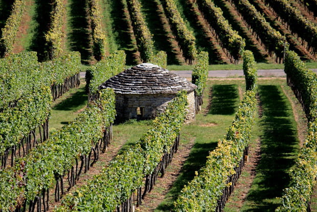 En Bourgogne, sur la Route des Grands crus