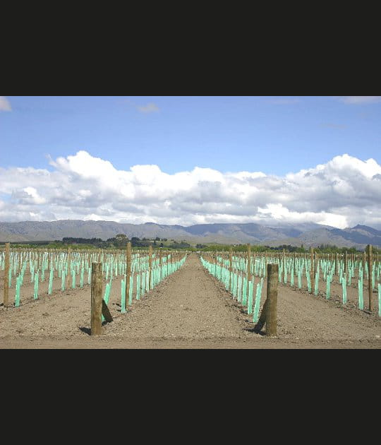 Sauvignon blanc de Marlborough