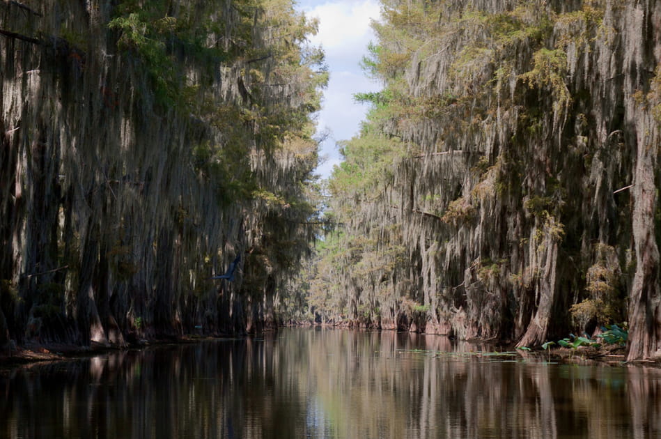 La for&ecirc;t du lac Caddo au Texas