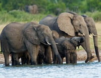 Humanima : Mémoires d'éléphants
