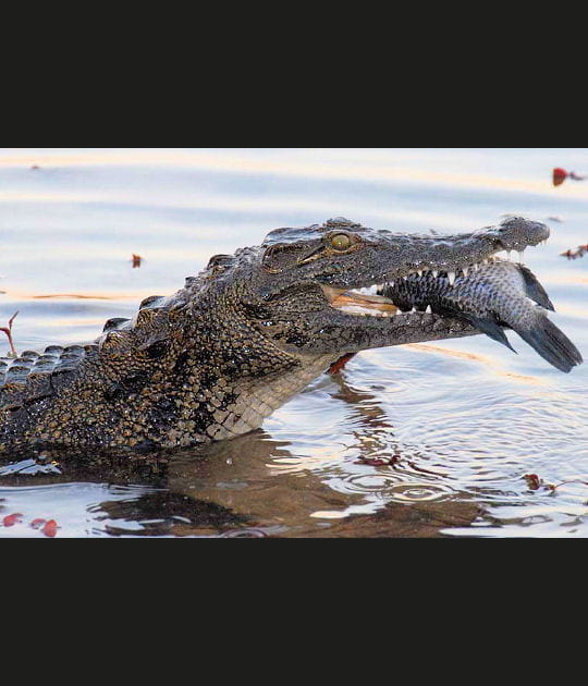 Une proie facile pour le crocodile
