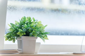 Comment bien choisir sa plante verte&nbsp;?