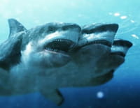L'attaque du requin à cinq têtes