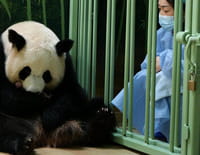 Beauval : l'incroyable aventure des nouveaux bébés pandas