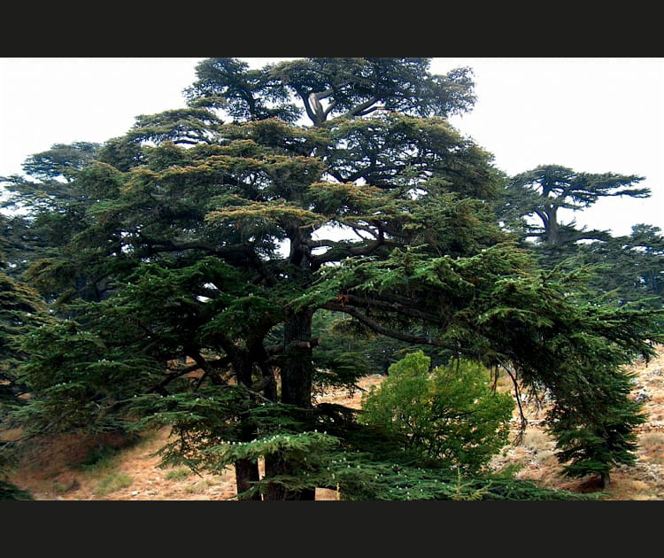 Les arbres de M&eacute;diterran&eacute;e