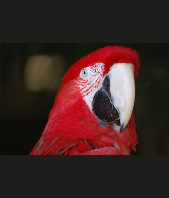 Les plumes les plus color&eacute;es sont aux Jardin aux Oiseaux