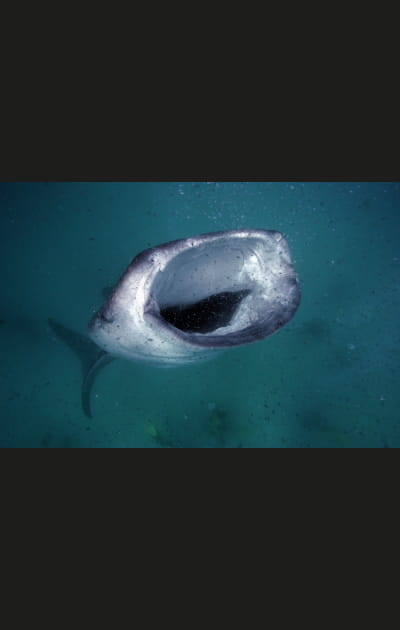 Saisir les mouvements