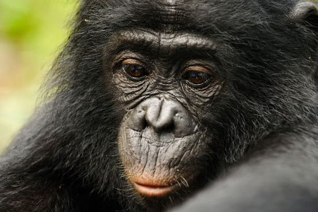 Une intelligence rare