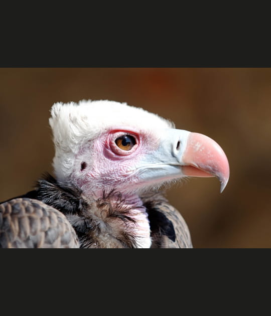 Vautour