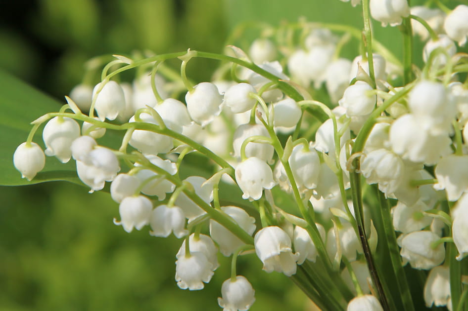 Les plus jolies photos de muguet &agrave; envoyer &agrave; vos proches pour le 1er mai