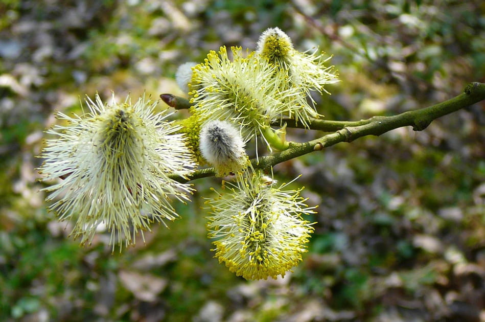 Au d&eacute;but du printemps en for&ecirc;t