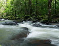 Aux sources de l'Essequibo : La source mystérieuse
