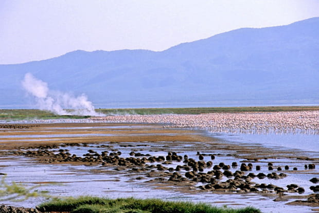 Lac Nakuru, Kenya