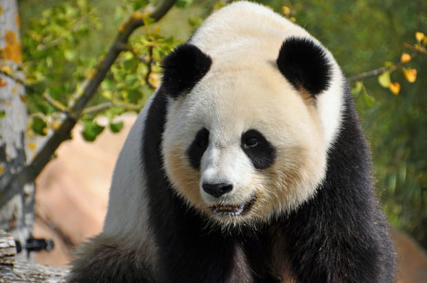 En immersion au ZooParc de Beauval