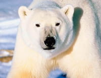 Planète carnivore : L'ours polaire