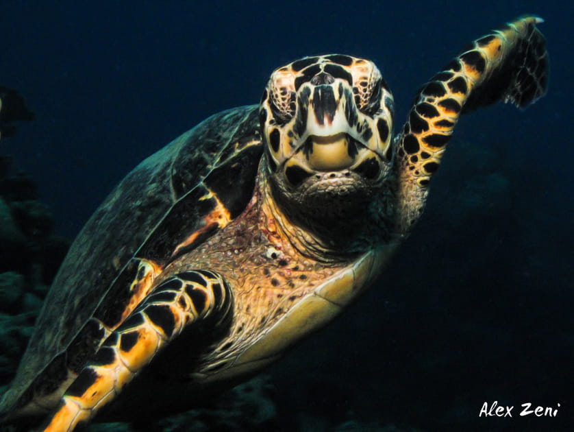 Tortue imbriqu&eacute;e