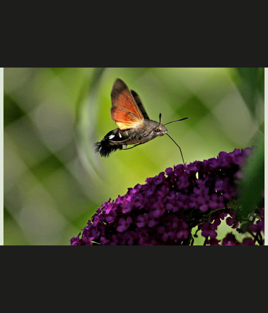 Moro sphinx en vol stationnaire