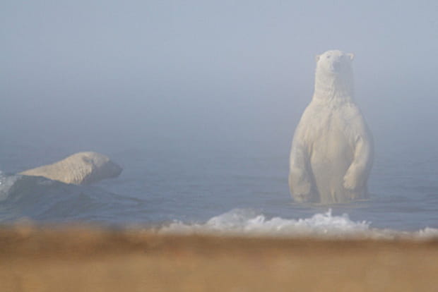 Le fantôme de l'ours blanc