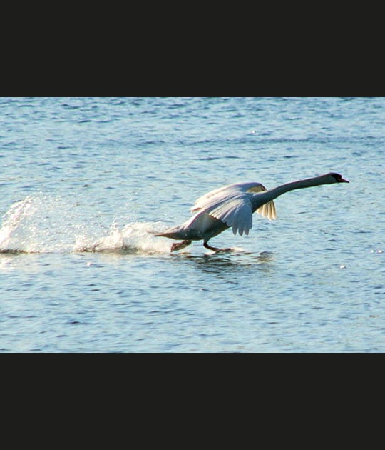 Le d&eacute;collage du cygne