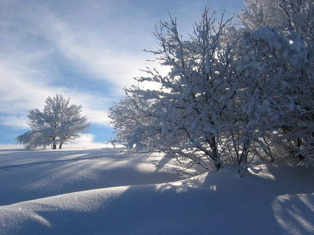A l'ombre des arbres