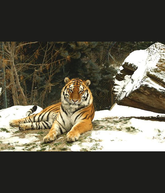 Rencontre avec le tigre de Sib&eacute;rie