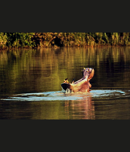 Hippopotame