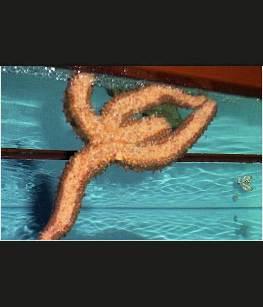 Etoile de mer gymnaste