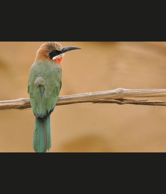 Un oiseau qui a de l'allure