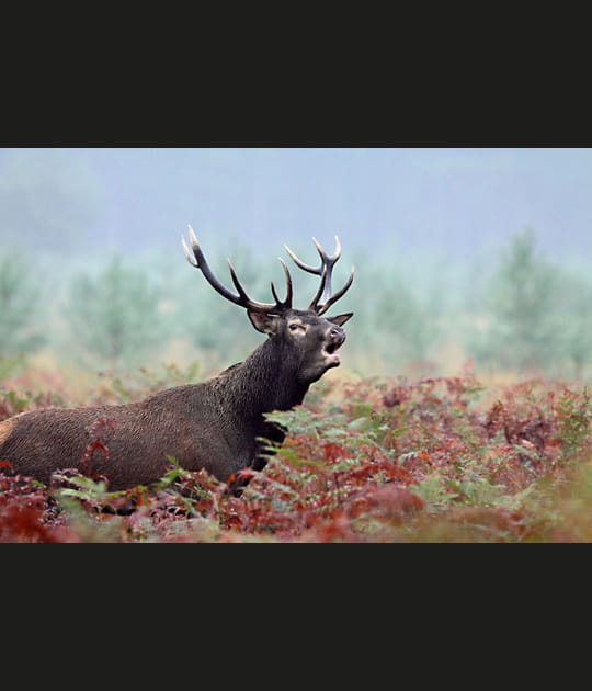 Le roi de nos for&ecirc;ts