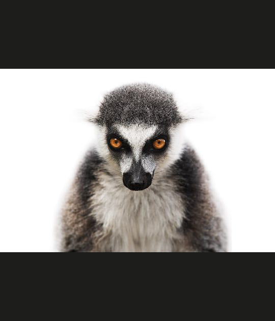 Les portraits d'animaux de Morten Koldby