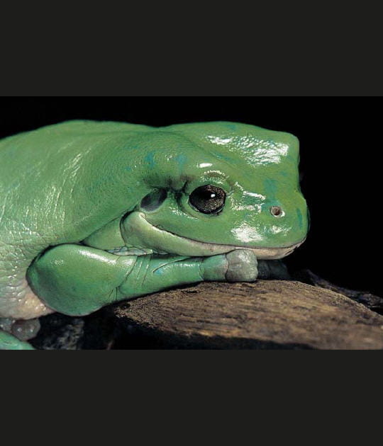 Grenouille de White