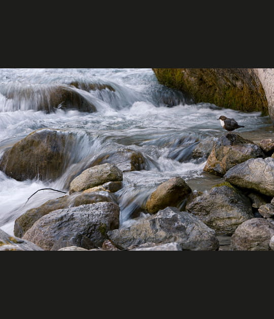 Oiseau au bord du torrent