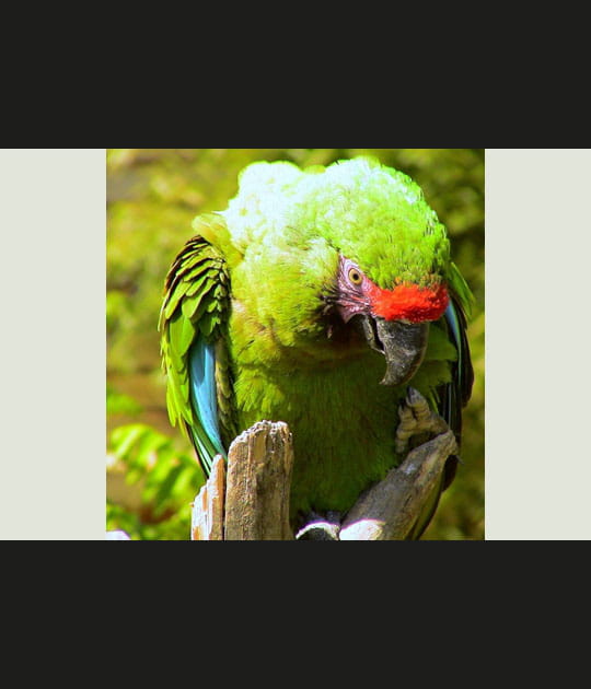 Amazone de Finsch