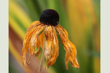 Les couleurs de l'automne
