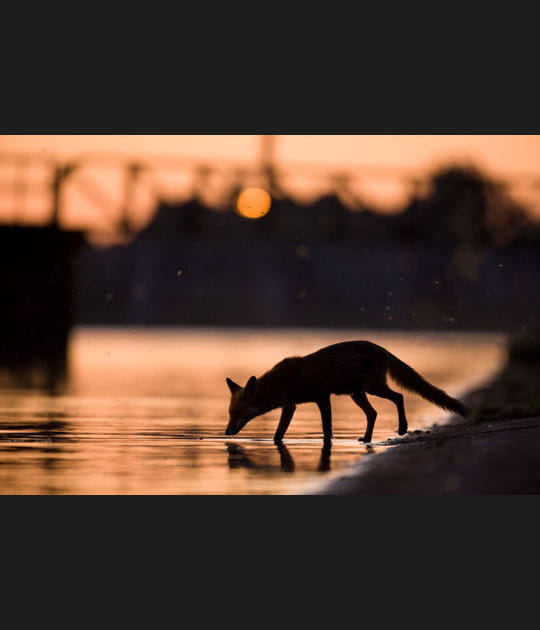 Renard en ville
