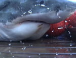 Les hommes-requins