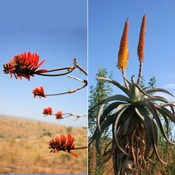 fleurs d'aloès et arbres corail écarlates illuminent la côte
