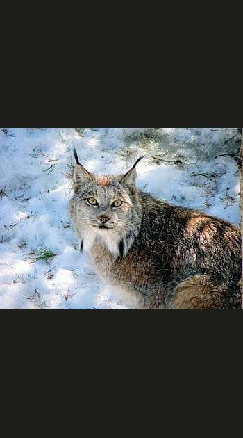Le lynx, entre puissance et &eacute;l&eacute;gance