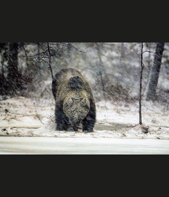 Ours en Finlande