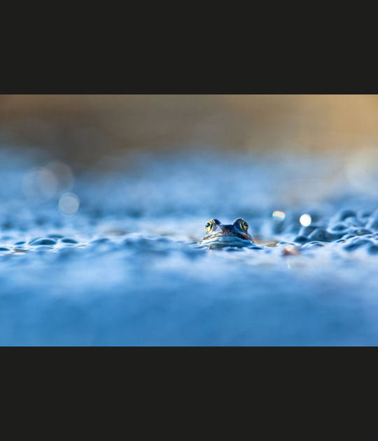 Grenouille curieuse